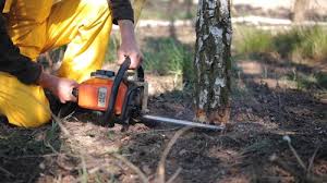 Best Tree Removal Services  in Belleair Beach, FL